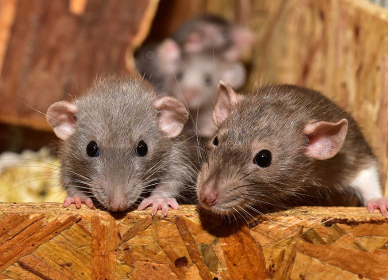 Pest Control in Ottawa: Why Your Renovation Project Might Be a Magnet for Pests