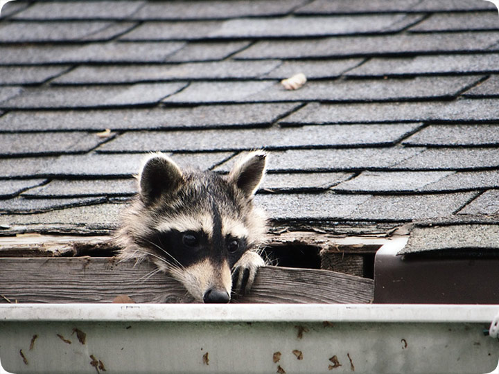 raccoon removal