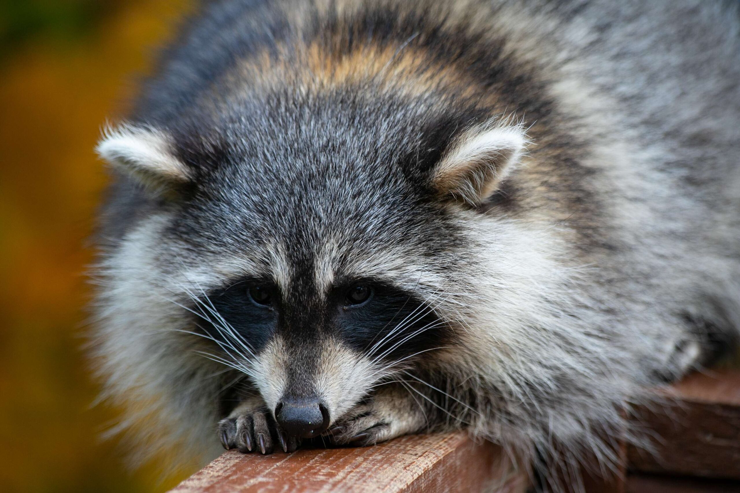 Raccoon removal from attic in Ottawa: signs that professional help is urgent
