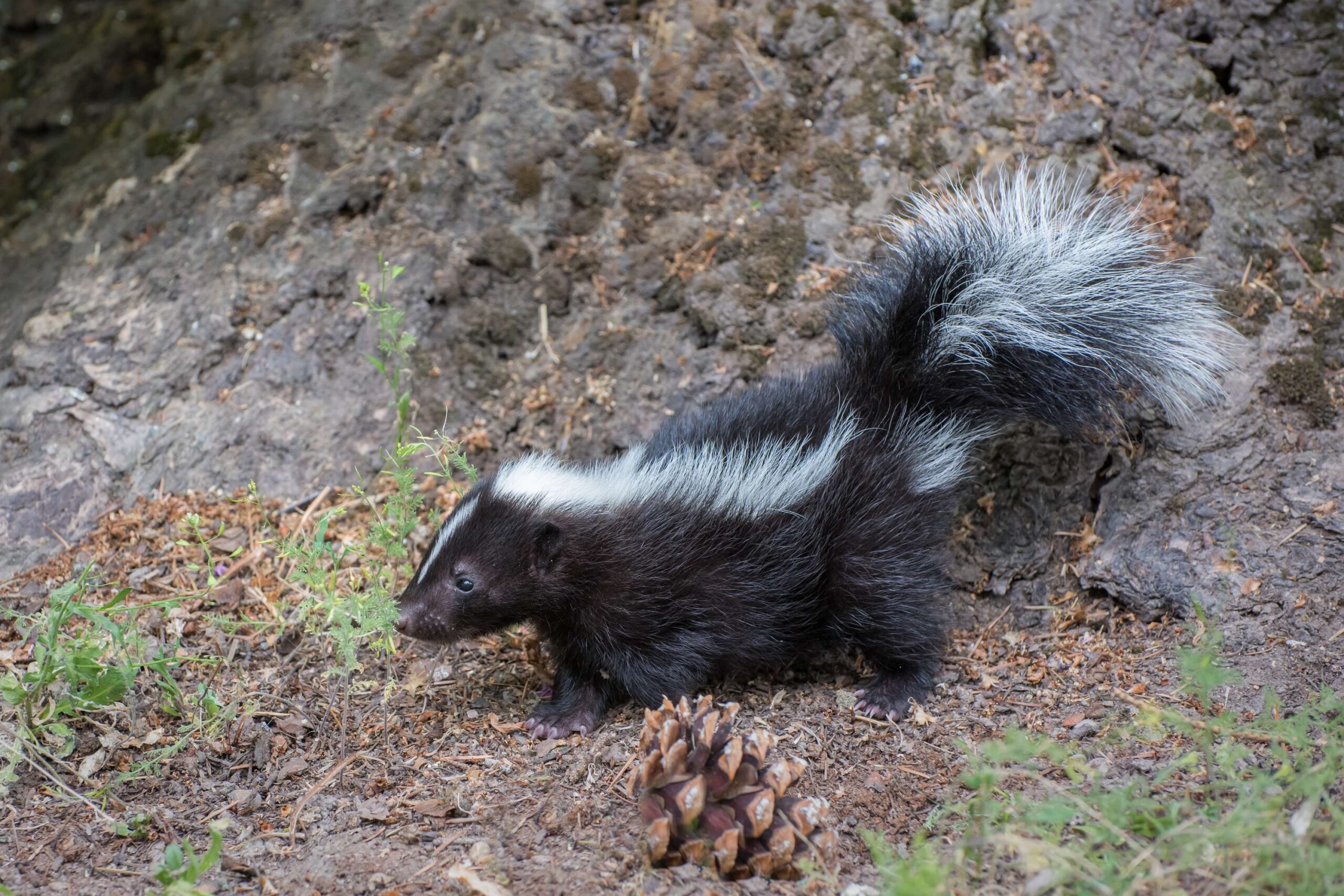 Pest Control in Ottawa: Why Attic Infestations Are More Common Than You Think