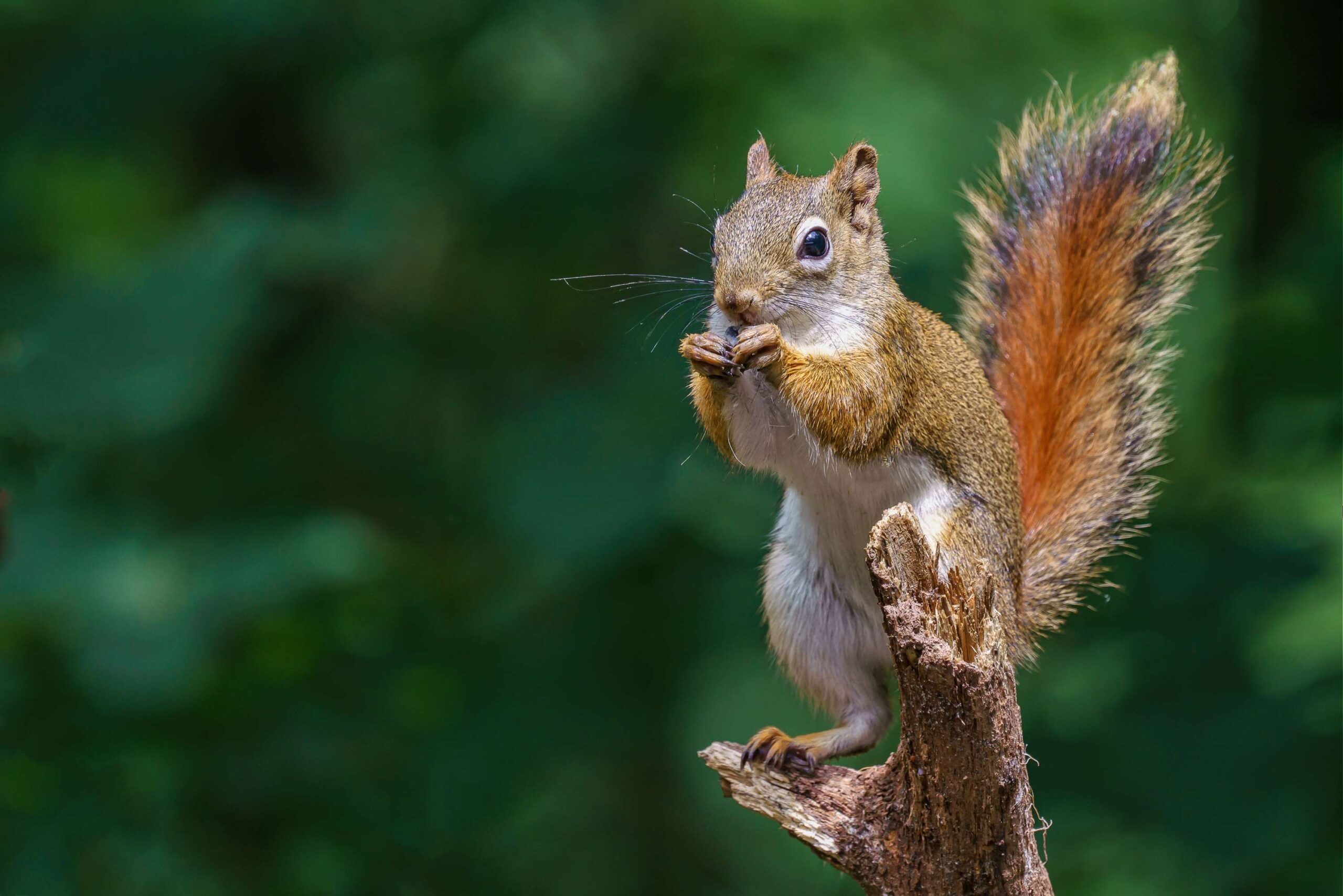Squirrel Removal in Ottawa: Humane Solutions That Actually Work